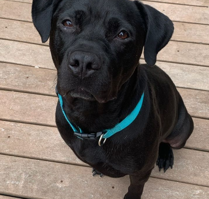 Trixie Trix, an adoptable rescue dog